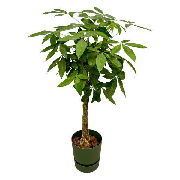 Pachira Aquatica – Glückskastanie – Geldbaum – Zimmerpflanze ca. 160cm – Ø30cm – inkl. Pflanzgefäß Greenville Grün – Plant