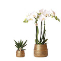 Pflanzenset Groove gold – Weiße Phalaenopsis Amabilis Ø9cm & Aloe Brevifolia Ø6cm – goldene Keramik – Ziertöpfe – Elegantes Orchideen – Set – Plant