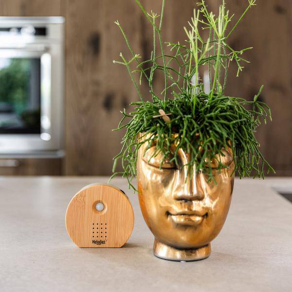 Melodiez Spieluhr Holz – Melody Nature Box mit Bewegungsmelder – Naturklänge wie Vogelgezwitscher, Meeresrauschen & Dschungel – Plant