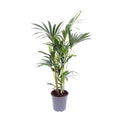 Kentia – Palme – Howea forsteriana – Zimmerpflanze – Ø17cm – ↕75cm – tropische & pflegeleichte Palme – natürlicher Luftreiniger für Zuhause & Büro – Plant