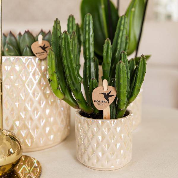 Diamant Perle Dekotopf – Travertin – Ø6cm – Blumentopf in Steinoptik – Eleganter Dekotopf für Zimmerpflanzen, Kakteen & Sukkulenten – Plant