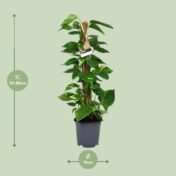 Efeutute Scindapsus Epipremnum – Ø19cm – ↕80cm – Pflegeleichte Rankpflanze & luftreinigende Zimmerpflanze – Plant