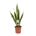 Bogenhanf Sansevieria trifasciata Laurentii Zimmerpflanze Ø17cm ↕60cm – pflegeleichte Grünpflanze für Wohnzimmer, Büro & helle Standorte kaufen – Plant