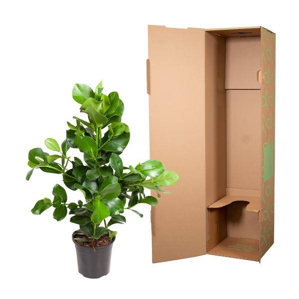 Balsamapfel Zimmerpflanze Ø24cm ↕100cm – pflegeleichte Grünpflanze für Wohnzimmer, Büro & helle Standorte kaufen – Plant