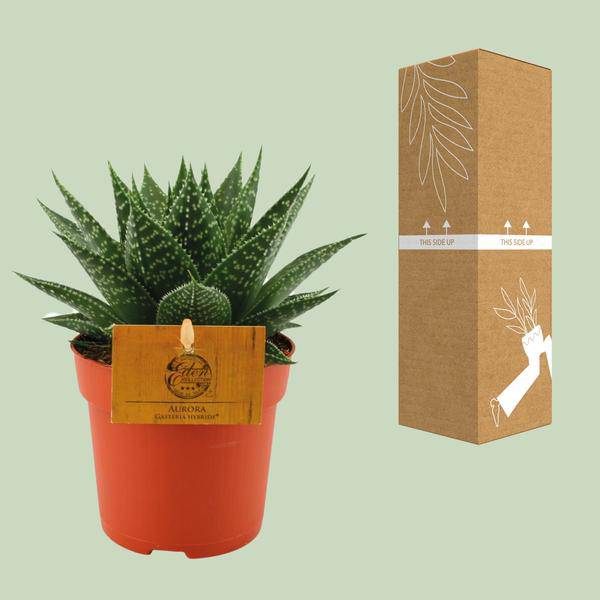 Sukkulente Gasterie Hybride Aurora Zimmerpflanze Ø11cm ↕15cm – pflegeleichte Sukkulente für Wohnzimmer, Büro & helle Standorte kaufen – Plant
