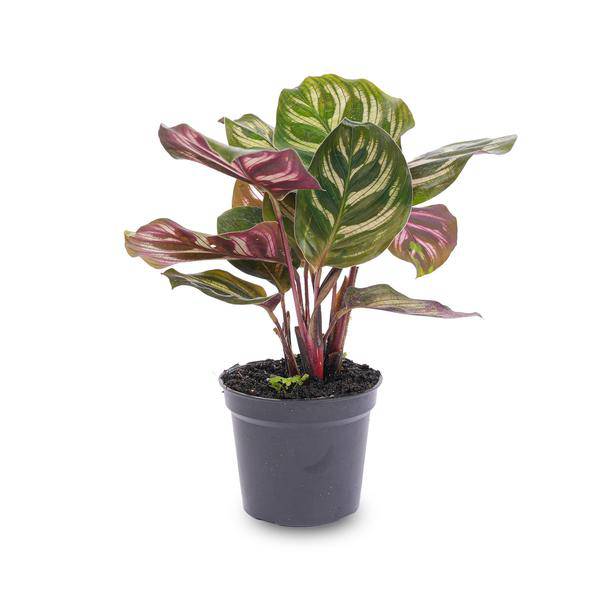 Calathea Makoyana Zimmerpflanze – pflegeleichte Grünpflanze für Wohnzimmer, Büro & helle Standorte kaufen – Plant