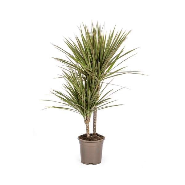 Drachenbaum – Dracaena Marginata Bicolor – Zimmerpflanze – Ø17cm – ↕60cm – Elegant & pflegeleicht – Plant