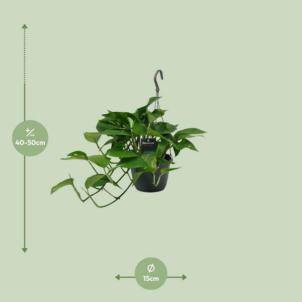Efeutute Scindapsus Epipremnum – Ø15cm – ↕45cm – Pflegeleichte Rankpflanze & luftreinigende Zimmerpflanze – Plant