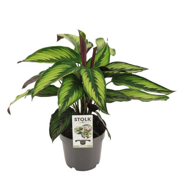 Calathea Majestica Princeps – Korbmarante – Zimmerpflanze – Ø14cm – Höhe ca. 45cm – Tropisches Blattmuster – Luftreinigend & Pflegeleicht – Plant