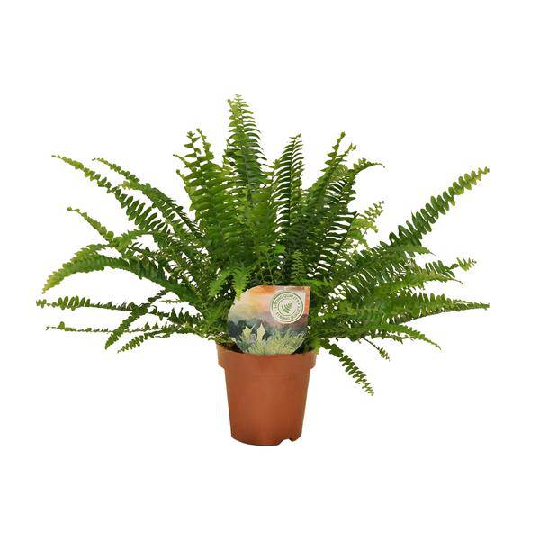 Schwertfarn Nephrolepis Green Lady Zimmerpflanze Ø12cm ↕30cm – pflegeleichte Grünpflanze für Wohnzimmer, Büro & helle Standorte kaufen – Plant