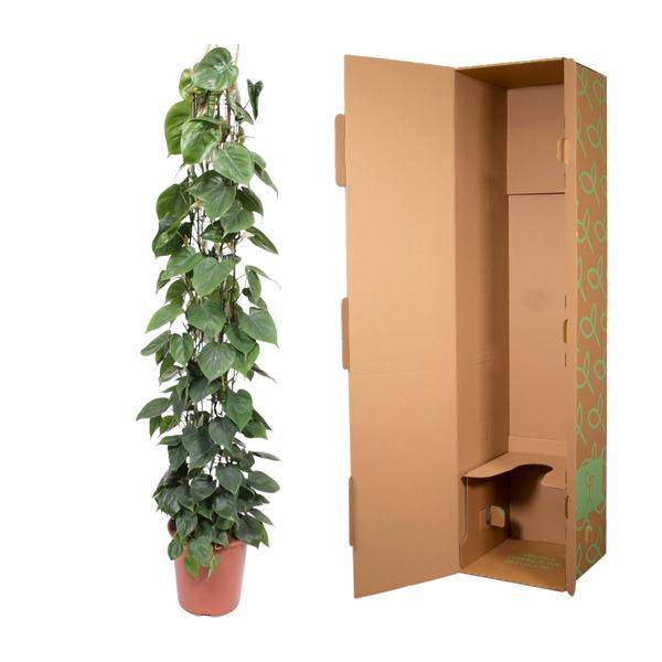 Baumfreund Philodendron Scandens Zimmerpflanze Ø27cm ↕160cm – pflegeleichte Grünpflanze für Wohnzimmer, Büro & helle Standorte kaufen – Plant
