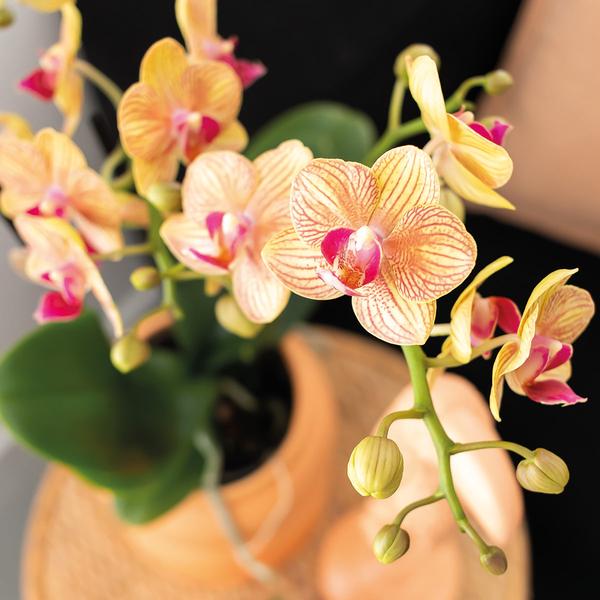 Phalaenopsis Orchidee Orange mit Grünpflanze im Candy Ziertopf auf weißem Bio – Tablett – Zimmerpflanzen Set – Geschenkidee – Dekoration – Plant