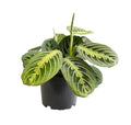 Pfeilwurz – Maranta Lemon Lime – Zimmerpflanze – Ø12cm – ca. 30cm hoch – Exotisch & pflegeleicht – Für Wohnzimmer, Büro & indirektes Licht – Plant