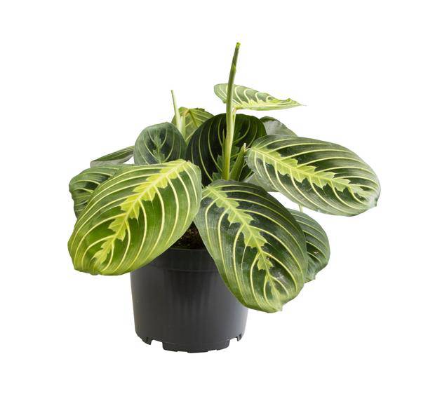 Pfeilwurz – Maranta Lemon Lime – Zimmerpflanze – Ø12cm – ca. 30cm hoch – Exotisch & pflegeleicht – Für Wohnzimmer, Büro & indirektes Licht – Plant