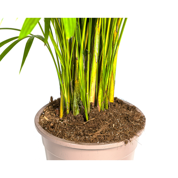 Dypsis Areca lutescens – Goldfruchtpalme – Zimmerpflanze – Ø27 cm – Höhe 150-170 cm – Tropische, federartige Blätter – Ideal für Wohnräume & Büro – Plant