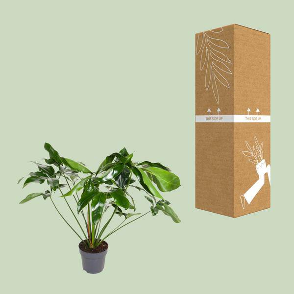 Baumfreund Philodendron Green Wonder Zimmerpflanze Ø24cm ↕100cm – pflegeleichte Grünpflanze für Wohnzimmer, Büro & helle Standorte kaufen – Plant