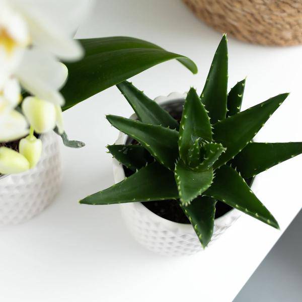 Sukkulente Aloe Brevifolia Zimmerpflanze Ø6cm – pflegeleichte Sukkulente für Wohnzimmer, Büro & helle Standorte kaufen – Plant