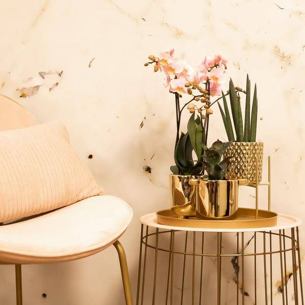 Goldener Metall – Pflanzenständer Ø12cm – Moderner Pflanzenhalter – Verstellbare Erhöhung 7,5cm/11cm – Edle Deko für Zimmerpflanzen – Plant