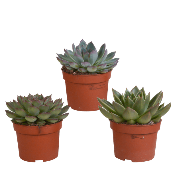 Steinrose Echeveria Mix – 3 Pflanzen Ø10,5cm – Farbenfrohe Sukkulenten – Zimmerpflanzen – Pflegeleicht & dekorativ – Direkt vom Erzeuger – Plant
