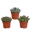 Steinrose Echeveria Mix – 3 Pflanzen Ø10,5cm – Farbenfrohe Sukkulenten – Zimmerpflanzen – Pflegeleicht & dekorativ – Direkt vom Erzeuger – Plant