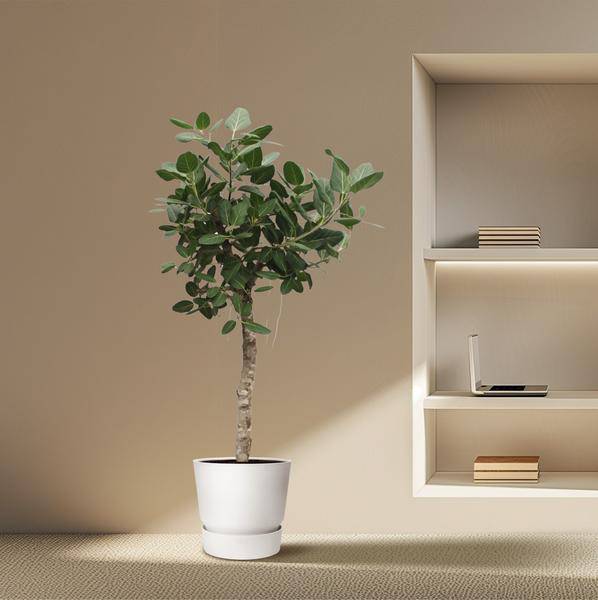 Banyan – Feige Ficus Benghalensis – 200cm hoch – Ø50cm – Exklusive Zimmerpflanze mit großen glänzenden Blättern – pflegeleicht – für Zimmer & Büro – Plant