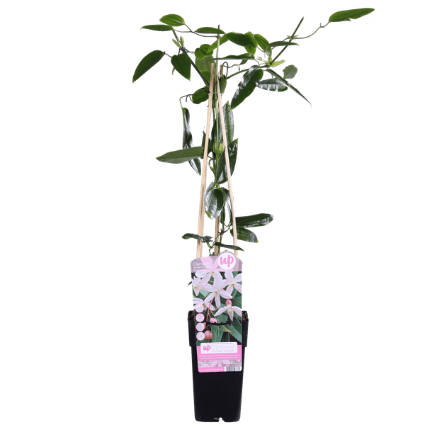 Waldrebe Clematis armandii Apple Blossom – Immergrüne Clematis – Hellrosa Blüten – Ø15cm – ↕65cm Kletterpflanze – Duftende Blüten – Wintergrün – Plant