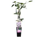 Waldrebe Clematis armandii Apple Blossom – Immergrüne Clematis – Hellrosa Blüten – Ø15cm – ↕65cm Kletterpflanze – Duftende Blüten – Wintergrün – Plant