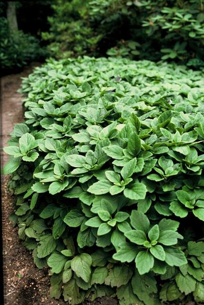 Japanischer Ysander Pachysandra terminalis – Immergrüner Bodendecker – Schattengarten – Pflegeleicht – Unkrautunterdrückend – Plant