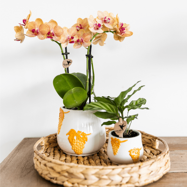 Korbmarante – Calathea – Zimmerpflanze – Ø9cm – Dekopflanze mit auffälligem Blattmuster – Pflegeleichte luftreinigende Pflanze für Wohnzimmer & Büro – Plant