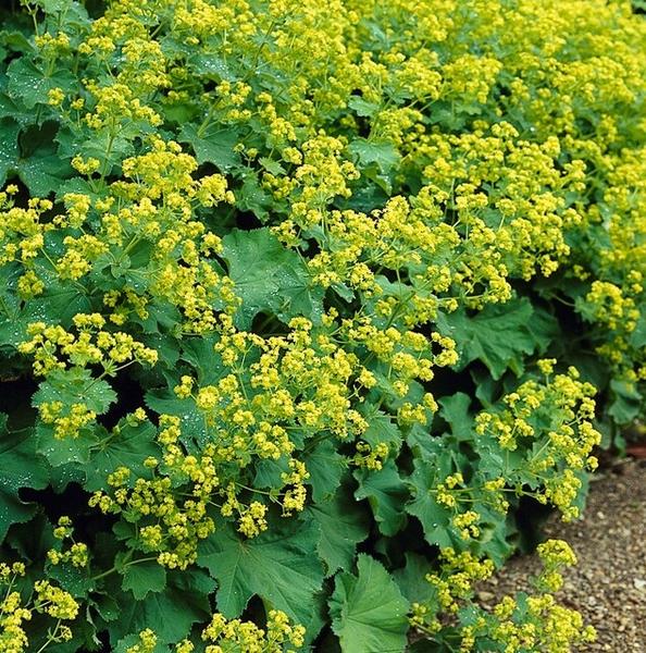 Weicher Frauenmantel Alchemilla mollis – ↕10-25cm – Ø9cm – Bodendecker & Staude für Beete, schattige Plätze & Garten – Plant