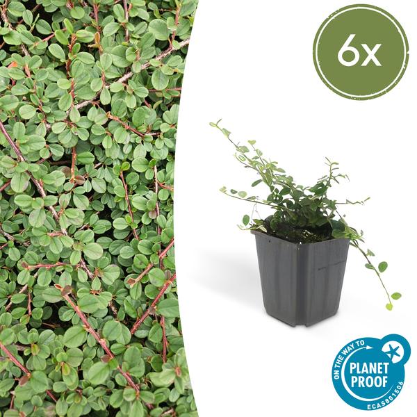 Teppichmispel Cotoneaster prostratus 'Königin der Teppiche' – ↕10-25cm – Ø9cm – Robuster Bodendecker – Weiße Blüten & rote Beeren – Plant