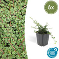 Teppichmispel Cotoneaster prostratus 'Königin der Teppiche' – ↕10-25cm – Ø9cm – Robuster Bodendecker – Weiße Blüten & rote Beeren – Plant