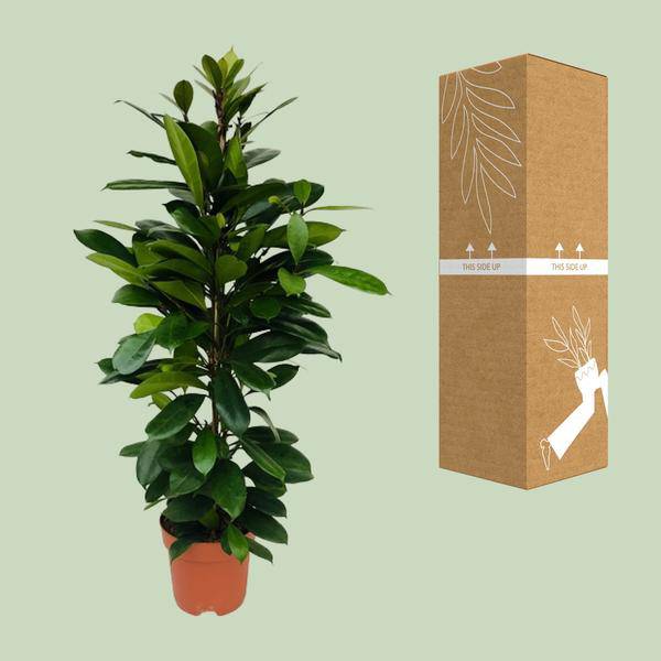 Afrikanischer Feigenbaum Ficus Cyathistipula Zimmerpflanze Ø21cm ↕105cm – pflegeleichte Grünpflanze für Wohnzimmer, Büro & helle Standorte kaufen – Plant