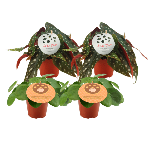 Pilea Peperomioides + Begonia Maculata – 4 Zimmerpflanzen – Ø12cm – ↕20cm – Trendige Grünpflanzen im Mix – Dekorative Blattschmuckpflanzen für Wohnzimmer & Büro – Pflegeleicht – Plant