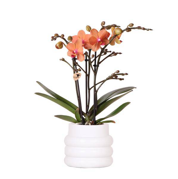 Phalaenopsis Orchidee Mineral Bolzano Orange – Zimmerpflanze mit 2-3 Zweigen – Inklusive Bubble Keramiktopf Weiß Ø9cm – Plant