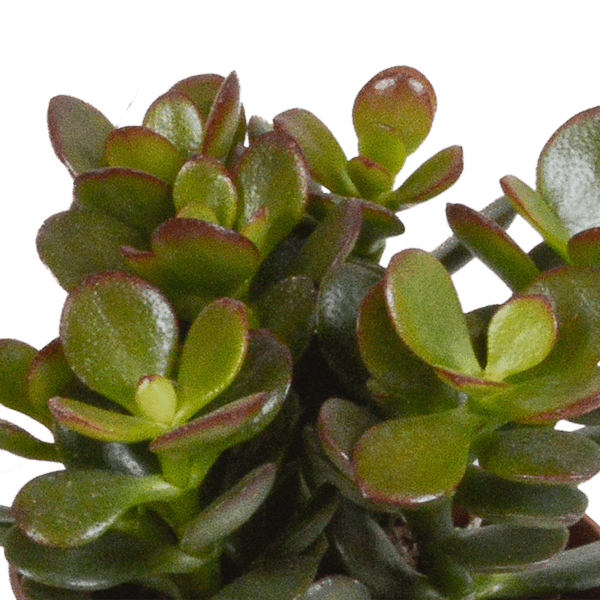 Dickblatt Crassula Mix – 3 Zimmerpflanzen – Ø8,5cm – Sukkulenten Mischung in verschiedenen Formen & Farben – pflegeleicht & dekorativ – Plant