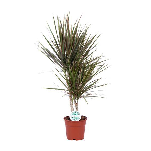 Drachenbaum Dracaena Bicolor – Zimmerpflanze Ø17cm ↕75cm – pflegeleichte luftreinigende Blattschmuckpflanze für Innenräume – Plant