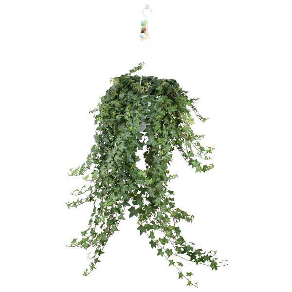 Hedera Helix Pitsburg – Efeu Hängepflanze – Zimmerpflanze Ø24cm – ca. 70cm Länge – Luftreinigende Kletterpflanze für drinnen – Plant