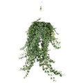 Hedera Helix Pitsburg – Efeu Hängepflanze – Zimmerpflanze Ø24cm – ca. 70cm Länge – Luftreinigende Kletterpflanze für drinnen – Plant