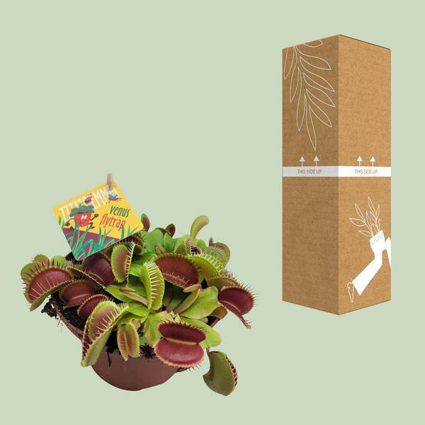 Venusfliegenfalle – Dionaea Muscipula – Fleischfressende Pflanze – Ø12cm – ↕12cm – Exotische Zimmerpflanze mit Fangblättern – Pflegeleicht & dekorativ – Plant