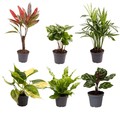 Babypflanzen – Überraschungsbox – 6 Mini Pflanzen – Ø6cm – ↕5-10cm – Pflegeleichter Pflanzen Mix – Zimmerpflanzen Deko für Fensterbank Büro Wohnzimmer – Plant