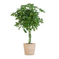 Schefflera Arboricola Nora – Birkenfeige – Zimmerpflanze + Blumentopf Sofia Natur – ↕70cm – Ø21cm – Handförmige Blätter – Pflegeleicht & dekorativ – Plant