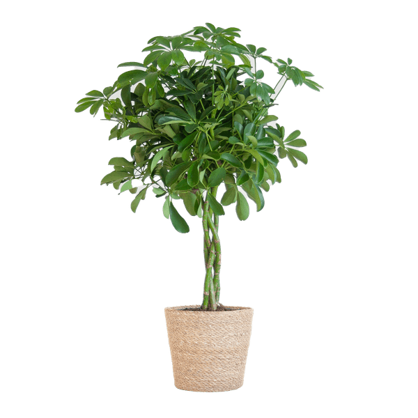Schefflera Arboricola Nora – Birkenfeige – Zimmerpflanze + Blumentopf Sofia Natur – ↕70cm – Ø21cm – Handförmige Blätter – Pflegeleicht & dekorativ – Plant