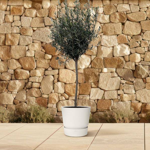 Olivenbaum Gartenpflanze Ø24cm ↕160cm – Pflanze für Garten, Balkon, Terrasse, Kübel & Beet online kaufen – Plant