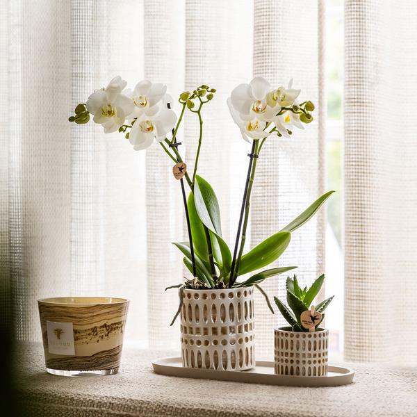 Dekotopf Mosaik – Ø6cm – Blumentopf mit goldenen Mosaikdetails – Stilvoller Mini Pflanztopf für Sukkulenten & kleine Pflanzen – Plant