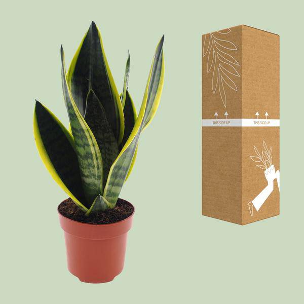Bogenhanf – Sansevieria Futura Superba – Zimmerpflanze – Ø12cm – ↕30cm – pflegeleichte Schwiegermutterzunge mit dekorativen Blättern – Plant