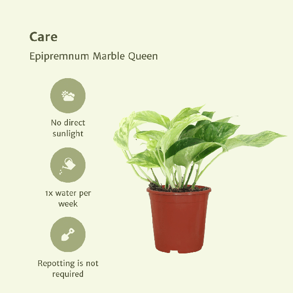 Efeutute Epipremnum Marble Queen Zimmerpflanze Ø12cm – pflegeleichte Grünpflanze für Wohnzimmer, Büro & helle Standorte kaufen – Plant