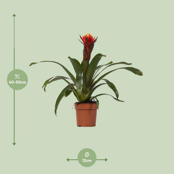 Bromelie – Guzmania Happiness – Zimmerpflanze – Ø12cm – ↕45cm – Exotische Blühpflanze mit leuchtenden Hochblättern – Pflegeleicht & dekorativ – Plant