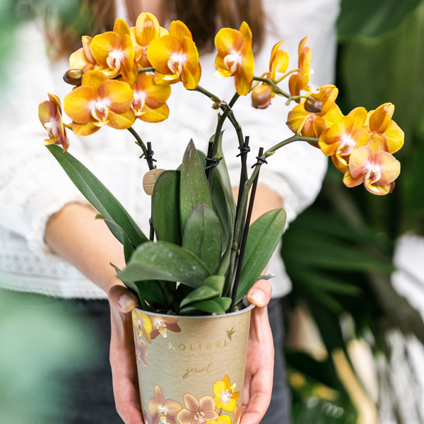 Phalaenopsis Orchidee Jewel Las Vegas – Orange-Gold – Ø12cm – Mehrblütige Topfpflanze – Tropische Zimmerpflanze mit 3/4 Blütenzweigen – Pflegeleicht & langlebig – Plant