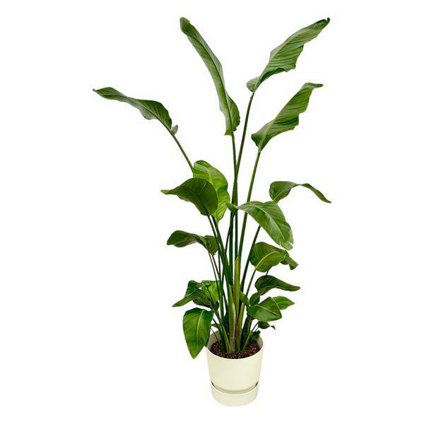 Strelitzia Nicolai – Baum – Strelitzie – Zimmerpflanze ca. 180cm – Ø30cm – inkl. Pflanzgefäß Greenville Weiß – Weißer Paradiesvogel – Tropische XL – Plant